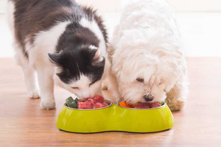 Unleashing the Power of Personalization: Pets and Nutrition